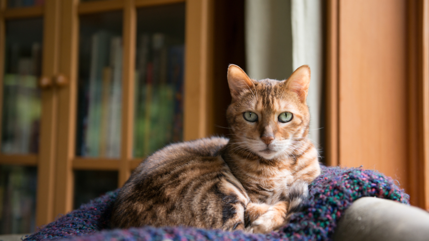 Katter är inte gjorda för ett stillasittande liv och fetma kan innebära betydligt försämrad livskvalitet för katten. Foto: Shutterstock